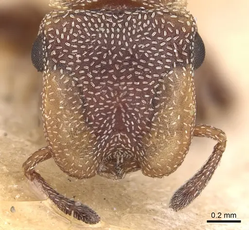 Cephalotes incertus specimen CASENT0904915 image casent0904915_2