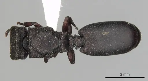 Cephalotes jamaicensis specimen CASENT0627947 image casent0627947_1