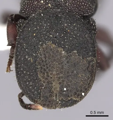 Cephalotes jamaicensis specimen CASENT0627947 image casent0627947_2