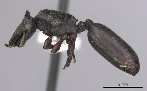 Cephalotes jamaicensis specimen CASENT0627947 image casent0627947_3