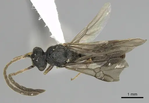 Cephalotes jamaicensis specimen CASENT0627950 image casent0627950_1