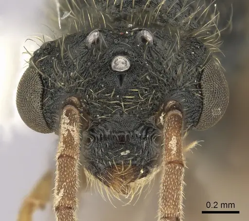 Cephalotes jamaicensis specimen CASENT0627950 image casent0627950_2