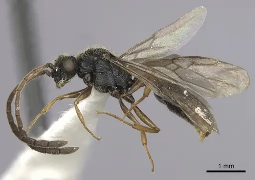Cephalotes jamaicensis specimen CASENT0627950 image casent0627950_3