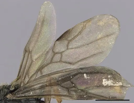 Cephalotes jamaicensis specimen CASENT0627950 image casent0627950_4
