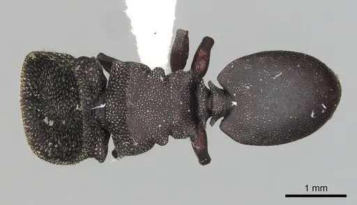 Cephalotes jamaicensis specimen CASENT0627951 image casent0627951_1