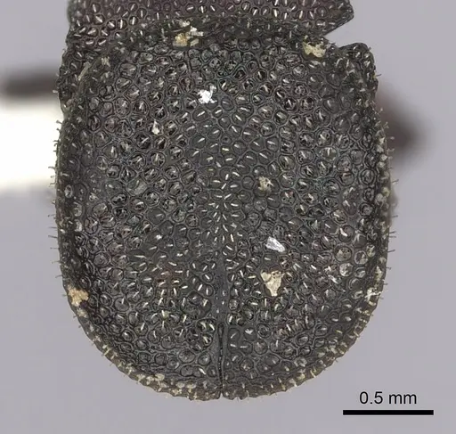 Cephalotes jamaicensis specimen CASENT0627951 image casent0627951_2