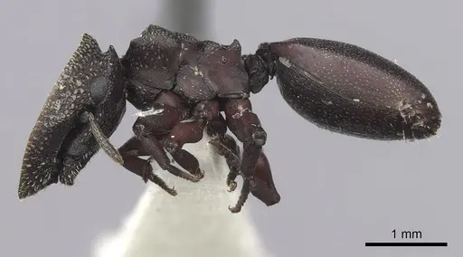 Cephalotes jamaicensis specimen CASENT0627951 image casent0627951_3