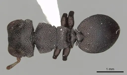 Cephalotes jamaicensis specimen CASENT0627952 image casent0627952_1