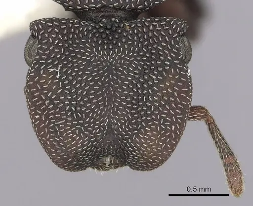 Cephalotes jamaicensis specimen CASENT0627952 image casent0627952_2