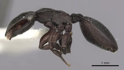 Cephalotes jamaicensis specimen CASENT0627952 image casent0627952_3