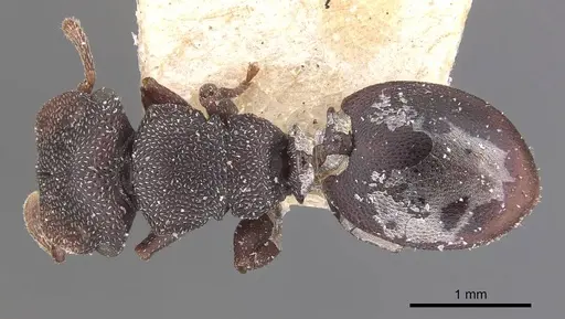 Cephalotes jamaicensis specimen CASENT0909298 image casent0909298_1