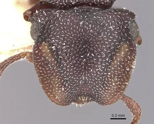 Cephalotes jamaicensis specimen CASENT0909298 image casent0909298_2