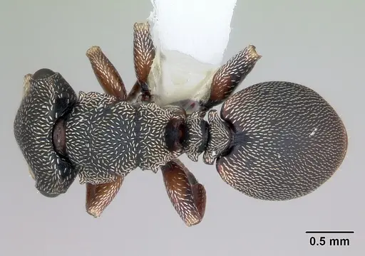 Cephalotes jheringi specimen CASENT0173682 image casent0173682_1