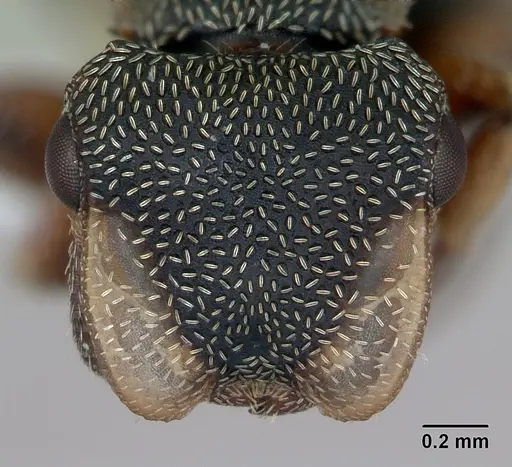 Cephalotes jheringi specimen CASENT0173682 image casent0173682_2