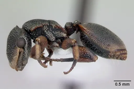 Cephalotes jheringi specimen CASENT0173682 image casent0173682_3