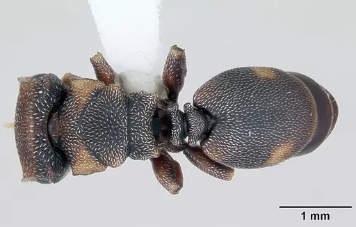 Cephalotes jheringi specimen CASENT0173683 image casent0173683_1