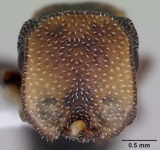 Cephalotes jheringi specimen CASENT0173683 image casent0173683_2