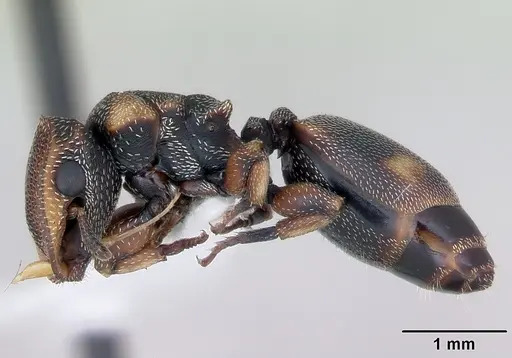 Cephalotes jheringi specimen CASENT0173683 image casent0173683_3
