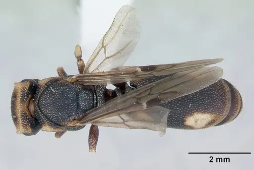 Cephalotes jheringi specimen CASENT0173684 image casent0173684_1