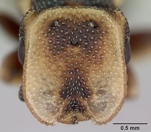 Cephalotes jheringi specimen CASENT0173684 image casent0173684_2