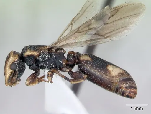 Cephalotes jheringi specimen CASENT0173684 image casent0173684_3
