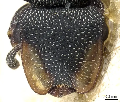 Cephalotes jheringi specimen CASENT0904905 image casent0904905_2