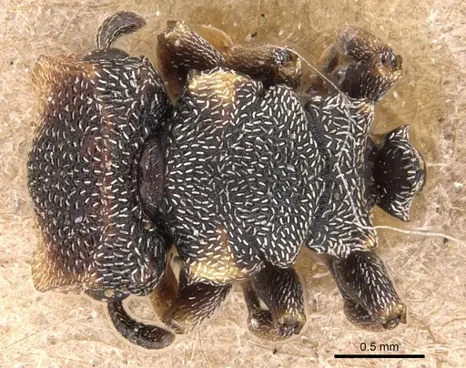 Cephalotes jheringi specimen CASENT0904919 image casent0904919_1