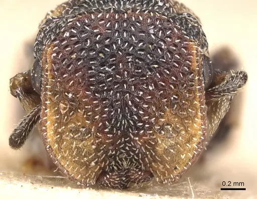 Cephalotes jheringi specimen CASENT0904919 image casent0904919_2