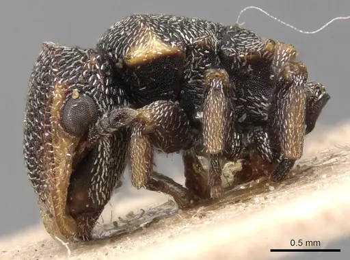 Cephalotes jheringi specimen CASENT0904919 image casent0904919_3