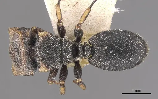 Cephalotes jheringi specimen CASENT0909285 image casent0909285_1