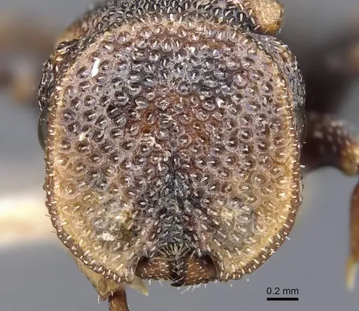 Cephalotes jheringi specimen CASENT0909285 image casent0909285_2