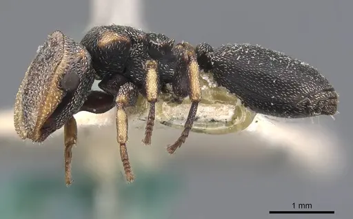 Cephalotes jheringi specimen CASENT0909285 image casent0909285_3