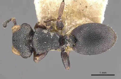 Cephalotes jheringi specimen CASENT0909286 image casent0909286_1