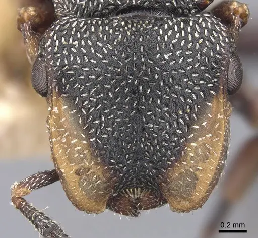 Cephalotes jheringi specimen CASENT0909286 image casent0909286_2
