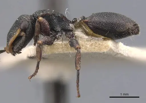 Cephalotes jheringi specimen CASENT0909286 image casent0909286_3
