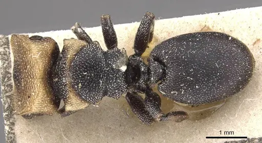 Cephalotes jheringi specimen CASENT0909287 image casent0909287_1