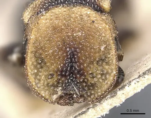 Cephalotes jheringi specimen CASENT0909287 image casent0909287_2