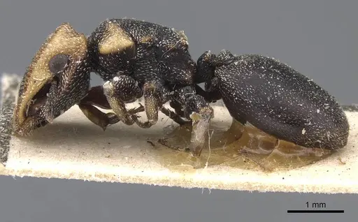 Cephalotes jheringi specimen CASENT0909287 image casent0909287_3
