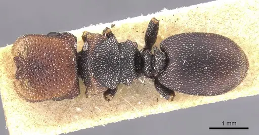 Cephalotes jheringi specimen CASENT0912601 image casent0912601_1