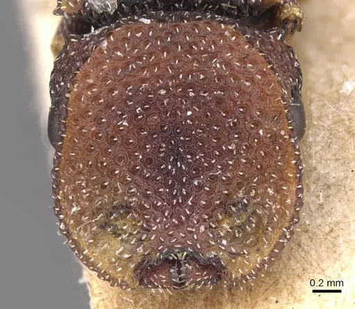 Cephalotes jheringi specimen CASENT0912601 image casent0912601_2