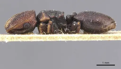 Cephalotes jheringi specimen CASENT0912601 image casent0912601_3