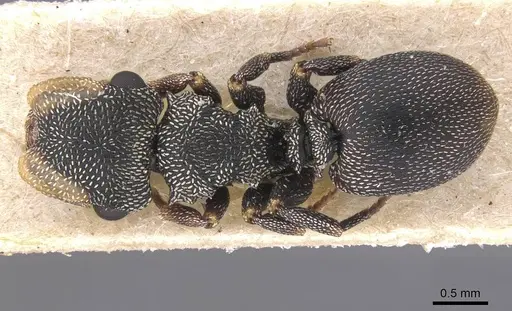 Cephalotes jheringi specimen CASENT0912602 image casent0912602_1