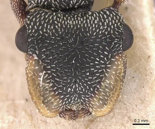 Cephalotes jheringi specimen CASENT0912602 image casent0912602_2