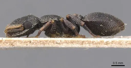 Cephalotes jheringi specimen CASENT0912602 image casent0912602_3
