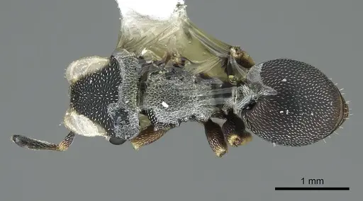 Cephalotes jheringi specimen CASENT0914463 image casent0914463_1