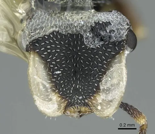 Cephalotes jheringi specimen CASENT0914463 image casent0914463_2