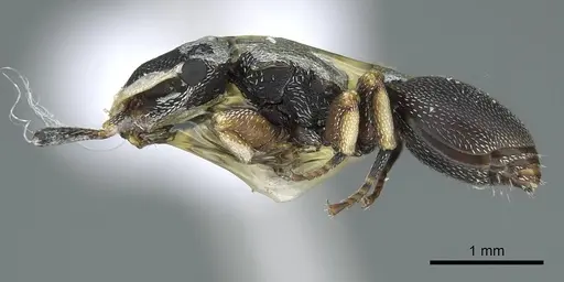 Cephalotes jheringi specimen CASENT0914463 image casent0914463_3