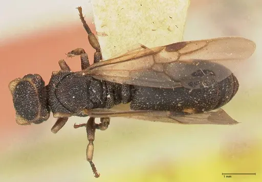 Cephalotes jheringi specimen FOCOL0668 image focol0668_1