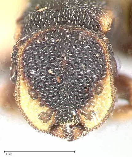 Cephalotes jheringi specimen FOCOL0668 image focol0668_2