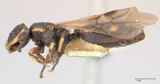Cephalotes jheringi specimen FOCOL0668 image focol0668_3